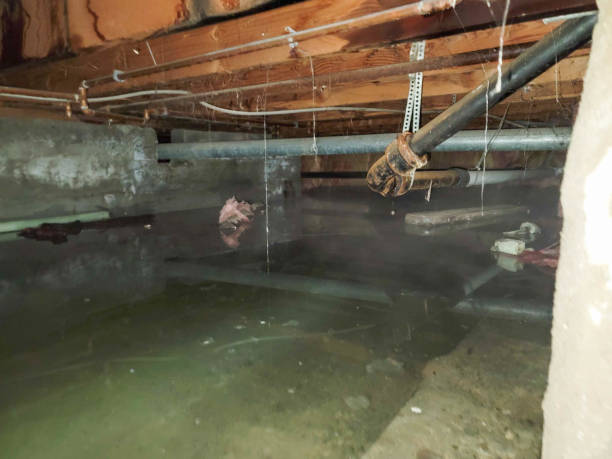 Best Flood restoration services  in Black Canyon City, AZ