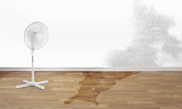 Best Mold removal after water damage  in Black Canyon City, AZ
